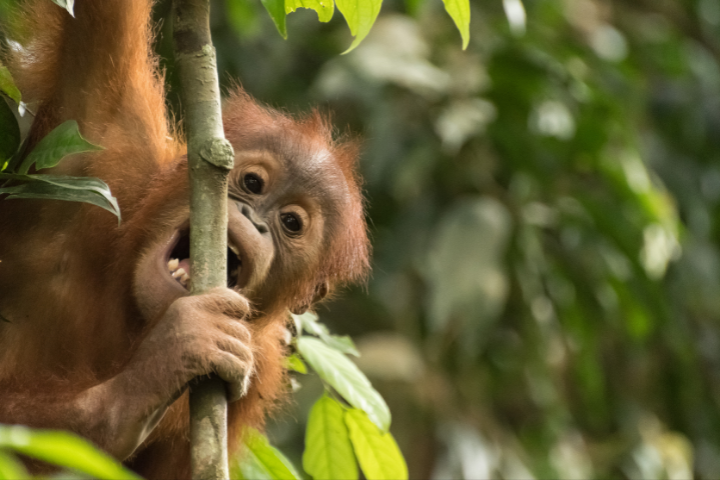 menjaga dan melindungi fauna indonesia